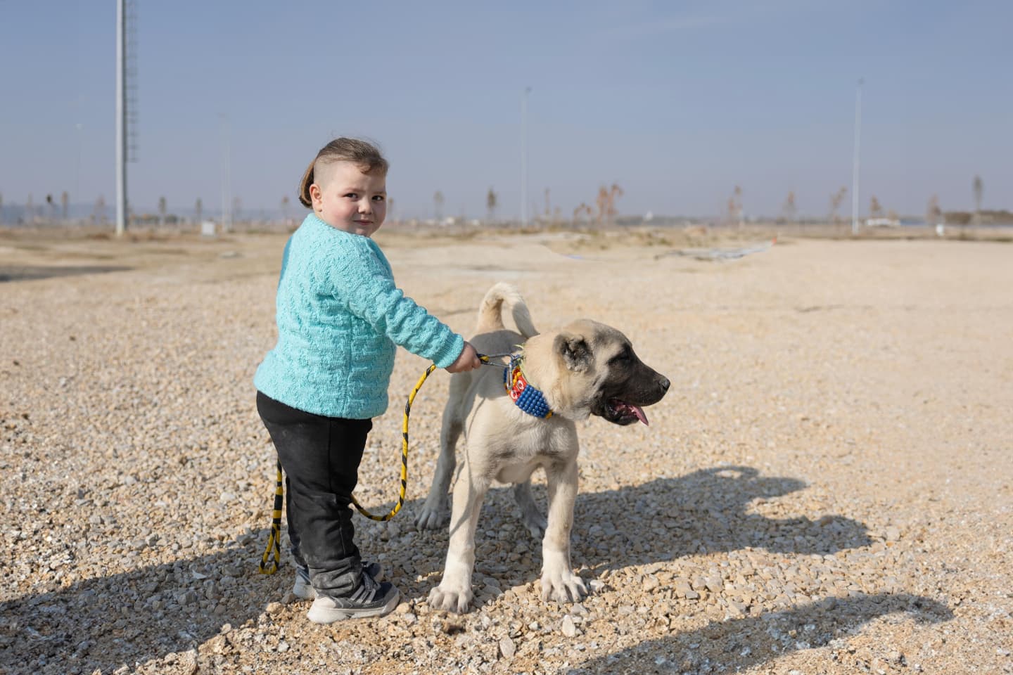 Kangal ve Çoban Köpekleri Güzellik Yarışması: Patili Dostlarımız Göz Kamaştırdı