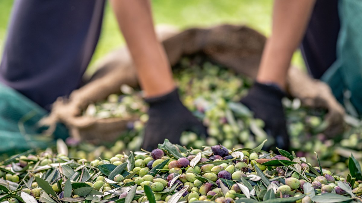 Zeytin ve zeytinyağı sektörü ihracatta zorlu bir sezona giriyor