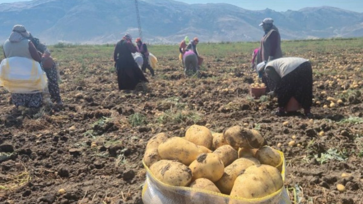 Afyonkarahisar’ın önemli tarım merkezlerinden biri olan Dinar’da patates hasadı tüm hızıyla devam ediyor.