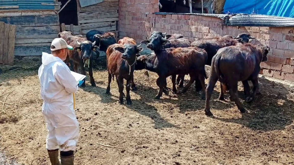Çay İlçe Tarım Ekipleri Sahada: Deresinek ve Eber'de Hayvanlar Aşılandı