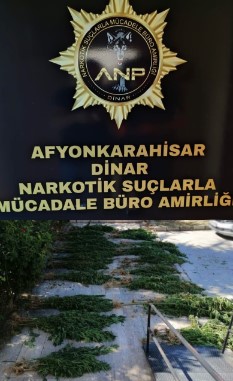 Ormanlık alanda 250 kök uyuşturucu Madde ele geçirildi