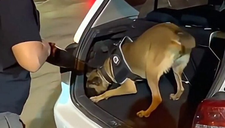  1 Ton 183 Kilo Uyuşturucu ve 2 Milyon 790 Bin Hap Ele Geçirildi