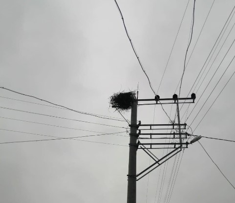 OEDAŞ kuşların göç yollarını güvenli hale getiriyor