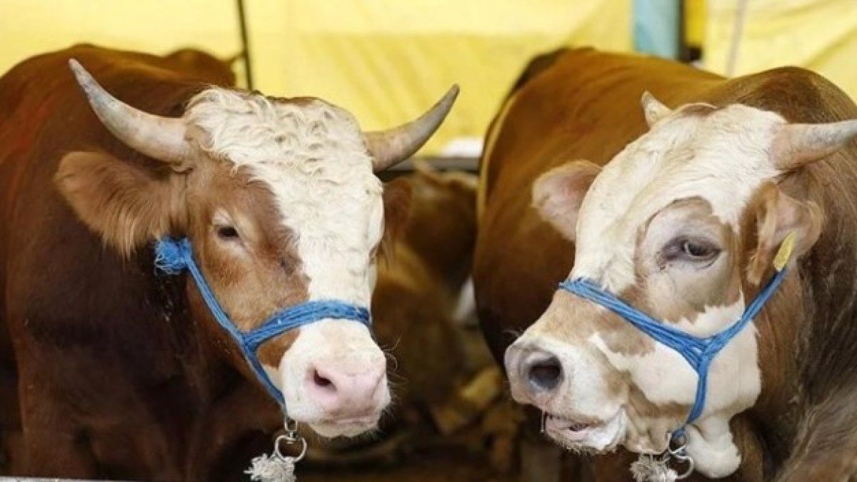 Kurban Bayramı Öncesi Kurbanlık Fiyatları Netleşiyor